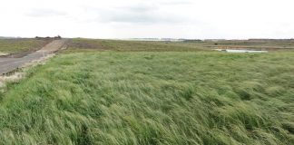 Geïntegreerde gewas- en aangeplanteweiding-gebaseerde lewendehawe-produksiestelsels – Deel 25: Tef (Eragrostis tef)