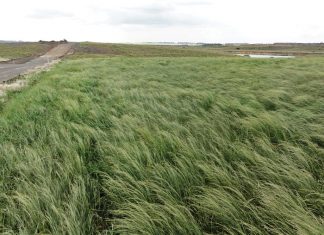 Geïntegreerde gewas- en aangeplanteweiding-gebaseerde lewendehawe-produksiestelsels – Deel 25: Tef (Eragrostis tef)