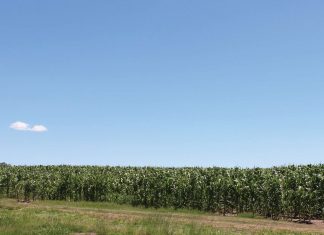 Do it with passion or not at all – 2018 Grain SA/Absa/John Deere Financial New Era Commercial Farmer of the Year