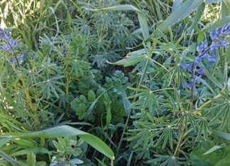 Dekgewaskeuses vir die winterreënvalstreek