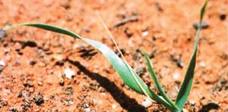 Beheer van onkruide in mielies en koring – Deel 3: Wildehawer (Wild oats)