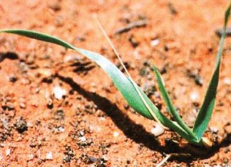 Beheer van onkruide in mielies en koring – Deel 3: Wildehawer (Wild oats)