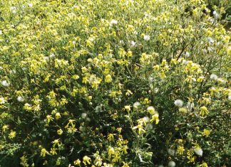 Latest Western Cape CA trial results