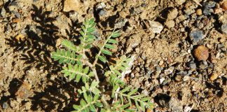 Beheer van onkruide in mielies en koring – Deel 4: Dubbeltjie (Devil’s thorn)