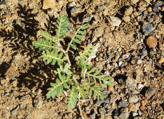 Beheer van onkruide in mielies en koring – Deel 4: Dubbeltjie (Devil’s thorn)