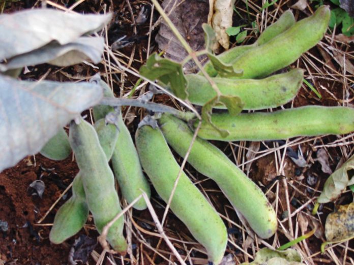 Integrated crop and pasturebased livestock production systems Part 21 Velvet bean (Mucuna