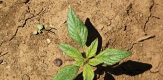 Beheer van onkruide in mielies en koring – Deel 5: Gewone misbredie (common pigweed)
