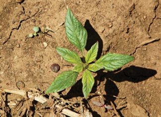 Beheer van onkruide in mielies en koring – Deel 5: Gewone misbredie (common pigweed)