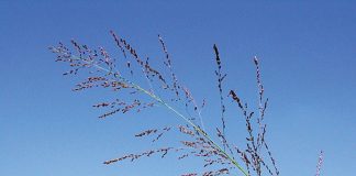 Geïntegreerde gewas- en aangeplante weiding-gebaseerde lewendehawe-produksiestelsels – Deel 5: Witbuffelsgras (Panicum maximum)