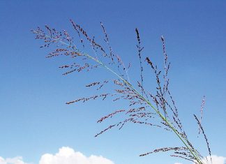 Integrated crop and pasture-based livestock production systems – Part 5: Guinea or white buffalo grass (Panicum maximum)