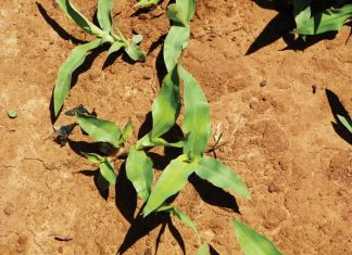 Beheer van onkruide in mielies en koring – Deel 6: Beesgras (Herringbone grass)