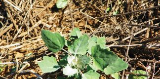 Beheer van onkruide in mielies en koring – Deel 7: Withondebossie (White goosefoot)