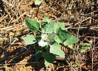 Beheer van onkruide in mielies en koring – Deel 7: Withondebossie (White goosefoot)