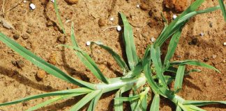 Beheer van onkruide in mielies en koring – Deel 8: Jongosgras (Goosegrass)