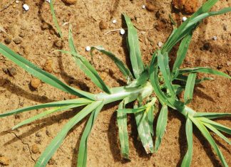 Beheer van onkruide in mielies en koring – Deel 8: Jongosgras (Goosegrass)