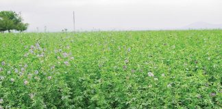 Geïntegreerde gewas- en aangeplante weiding-gebaseerde lewendehawe-produksiestelsels – Deel 8: Lusern (Medicago sativa)