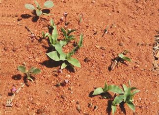 Control of weeds in maize and wheat – Part 9: Benghal wandering Jew