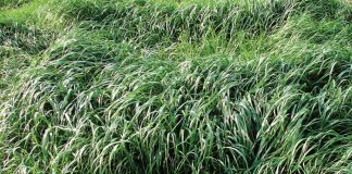 Geïntegreerde gewas- en aangeplante weiding-gebaseerde lewendehawe-produksiestelsels – Deel 9: Babala (Pennisetum glacun)