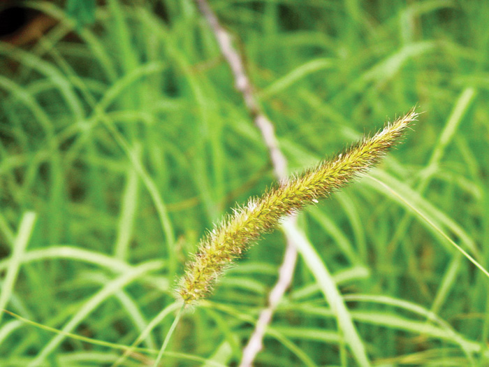 Blue hotsell buffalo plant