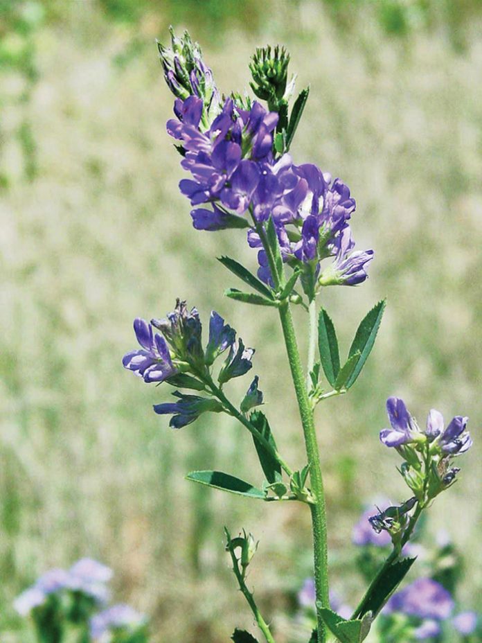 Integrated crop and pasturebased livestock production systems Part 8