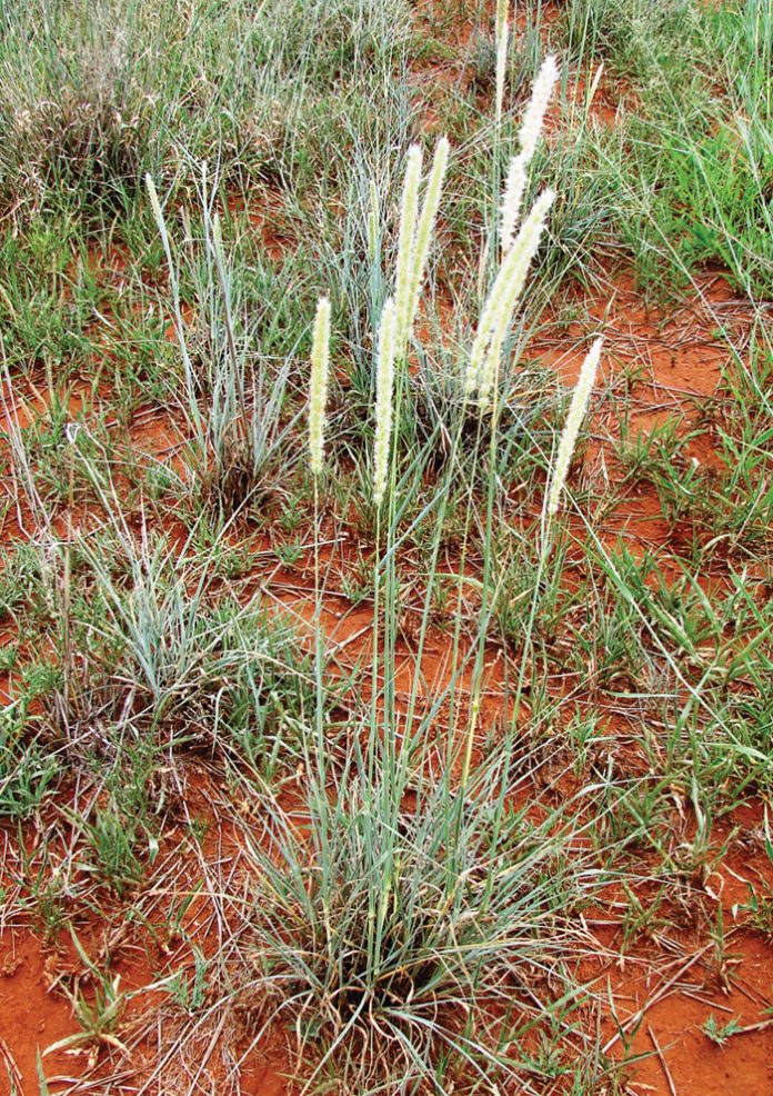 Integrated crop and pasturebased livestock production systems Part 7