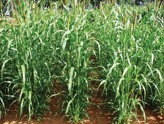 Integrated crop and pasturebased livestock production systems Part