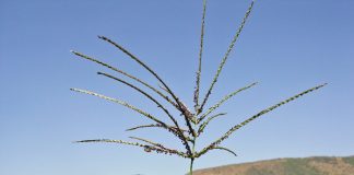 Integrated crop and pasture-based livestock production systems – Part 3: Smuts finger grass (Digitaria eriantha)