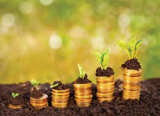 Opbrengs van geelmielies in weste van nader bekyk