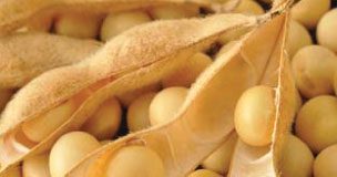Nuwe heffing vir sojabone ingestel