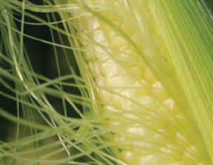 Graan SA op grondvlak in gesprek met lede