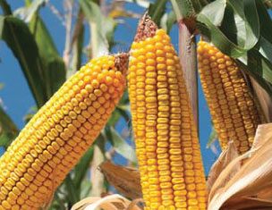 Die raaisel van PLANTDIEPTE ondersoek