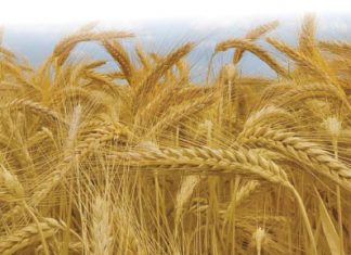 Koring- en garssaadpryse vir die nuwe seisoen