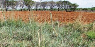 Integrated crop and pasture-based livestock production systems – Part 7: Bottle brush grass (Anthephora pubescens)