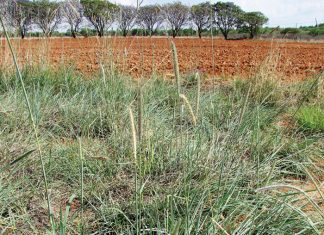 Integrated crop and pasture-based livestock production systems – Part 7: Bottle brush grass (Anthephora pubescens)