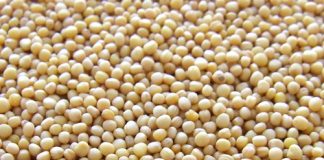 Annual soybean crop quality under scrutiny