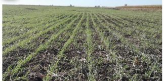 Argentine no-till systems: Major elements, insights and challenges