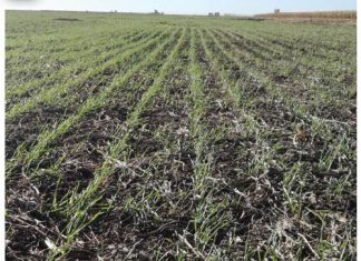 Argentine no-till systems: Major elements, insights and challenges