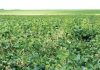 Ontwyk Sclerotinia deur verbouingspraktyke reg te bestuur