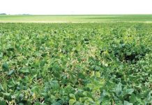 Ontwyk Sclerotinia deur verbouingspraktyke reg te bestuur