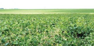 Ontwyk Sclerotinia deur verbouingspraktyke reg te bestuur