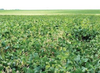 Ontwyk Sclerotinia deur verbouingspraktyke reg te bestuur
