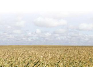 Waar laat dalings in die reële waarde van die oes die mielieprodusent?