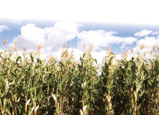 18|04|2019Nuwe seisoen se mielievoorraad: Wat kan verwag word?