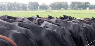Herlewingslandbou – ons boer met grond