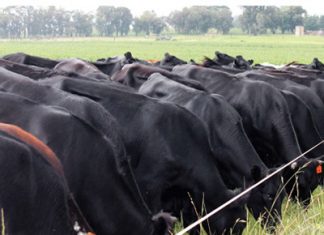 Herlewingslandbou – ons boer met grond