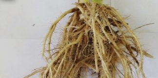 Crop rotation as management strategy against maize root and crown rots