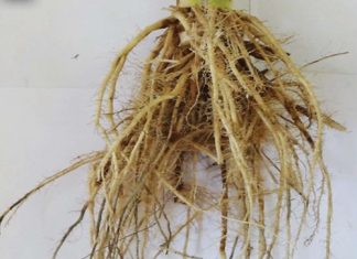 Crop rotation as management strategy against maize root and crown rots