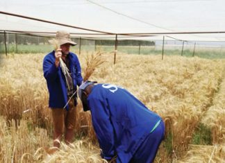 Kan ons koringopbrengs verhoog?