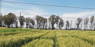 Irrigation wheat breeding – from cross to cultivar
