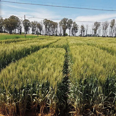 Irrigation wheat breeding – from cross to cultivar
